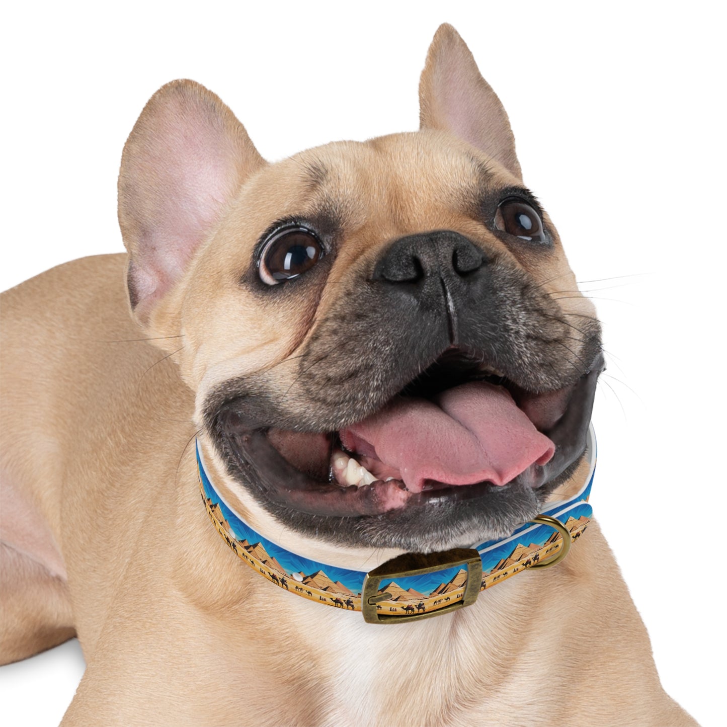 🏆 AWARD-WINNING Custom Dog Collar with Photo - Premium Safety & Style
