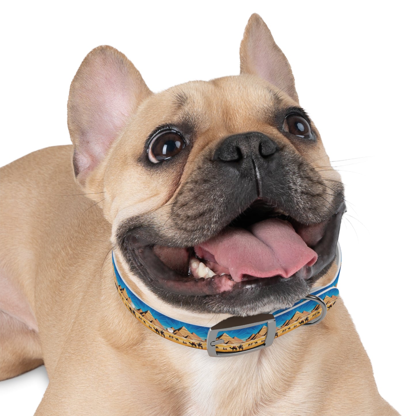 🏆 AWARD-WINNING Custom Dog Collar with Photo - Premium Safety & Style