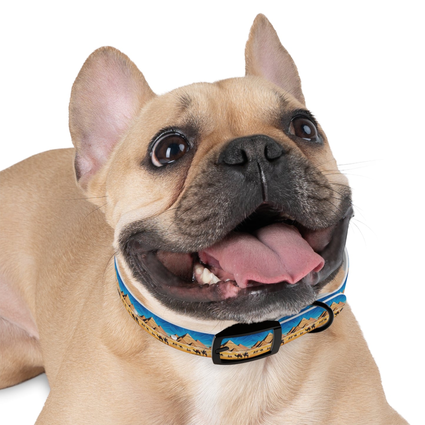 🏆 AWARD-WINNING Custom Dog Collar with Photo - Premium Safety & Style