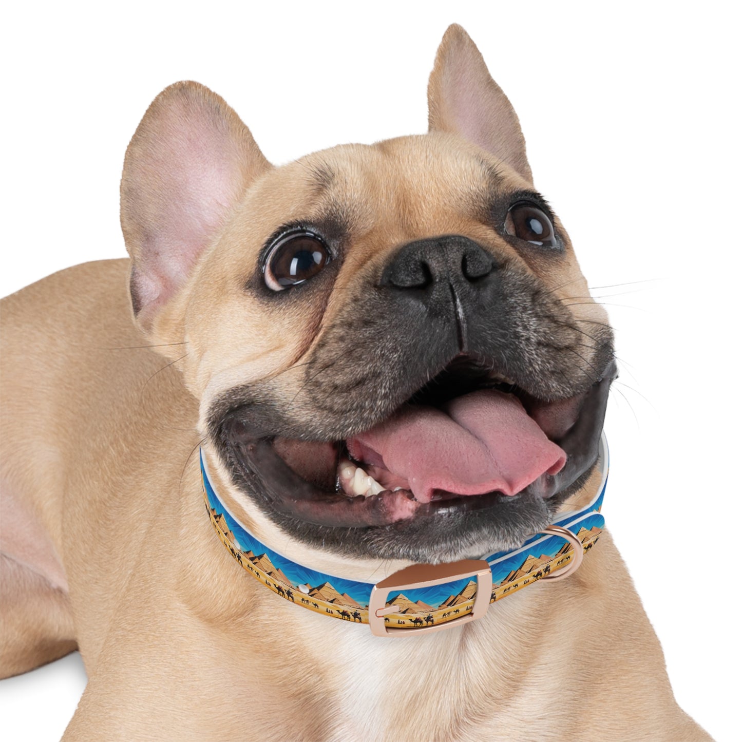 🏆 AWARD-WINNING Custom Dog Collar with Photo - Premium Safety & Style